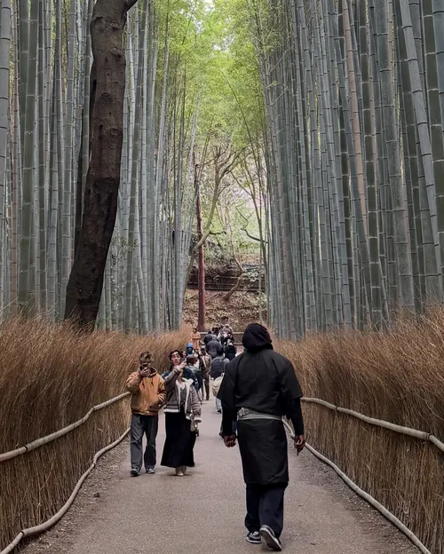 チャールズ・クロス at 京都嵐山 竹林の小道