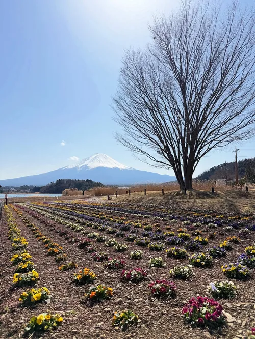 マリク・ターナー at 富士山
